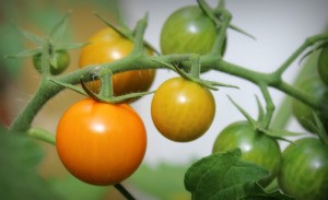 GSA Tomatos