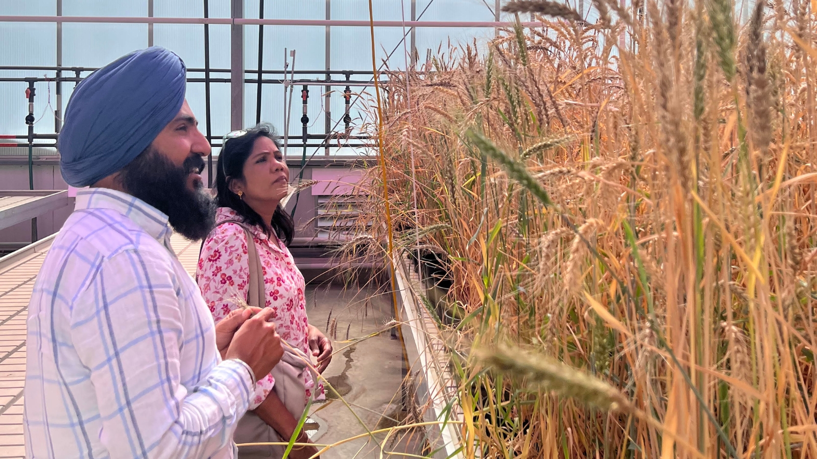 Meet Gurcharn Singh Brar, assistant professor and wheat breeder at University of Alberta and an affiliate assistant professor (Plant Science) at the University of British Columbia. 
